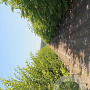 Pterocarya fraxinifolia 20-25 HO Cocoskluit