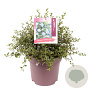 Ceanothus thyrsiflorus repens 35-40 cm 10L