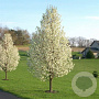 Pyrus calleryana 'Chanticleer' 14-16 HO 45L