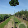 Quercus palustris 14-16 HO container