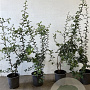 Crataegus monogyna 60-80 cm 2,5L
