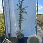 Crataegus monogyna 80-100 cm 7,5L