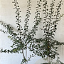Crataegus monogyna 125-150 cm 7,5L