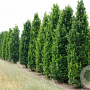 Quercus rob. 'Fastigiate Koster' 12-14 HO draadkluit geveerd 3 X verplant
