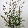 Fagus syl. 'Atropunicea' 175-200 cm 7,5L