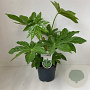 Fatsia japonica 40-50 cm 3,5L
