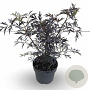 Sambucus nigra 250-300 cm cont. 90L meerstammig