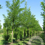Sophora japonica 'Princeton Upright' 300-350 cm cont. 180L meerstammig