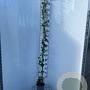 Hedera hibernica 170-200 cm 3,5L met stok