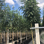 Sorbus aucuparia edulis 12-14 HO 45L