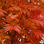 Sorbus 'Dodong' 14-16 HO Cocoskluit