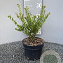 Ilex crenata 'Green Hedge' 15-20 cm 2,0L