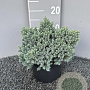 Juniperus squamata 'Blue Star' 25-30 cm 3,0L