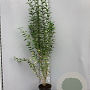 Ligustrum ovalifolium 100-125 cm 5,0L