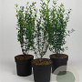 Ligustrum vulg. 'Atrovirens' 60-80 cm 7,5L