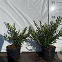 Ligustrum vulg. 'Lodense' 20-30 cm 2,0L