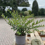 Ligustrum vulg. 'Lodense' 20-30 cm 2,0L