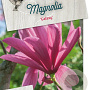 Magnolia 'Galaxy' 100-125 cm 20L