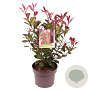 Photinia fraseri 'Carré Rouge' 30-40 cm 5,0L