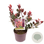 Photinia fraseri 'Little Red Robin' 10-15 cm 2,0L