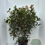 Photinia fraseri 'Red Robin' 100-125 cm 20L