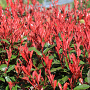 Photinia fraseri Thin Red 80-100 cm 20L