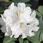 Rhododendron (Y) 'Porzellan' 50-60 cm 13L