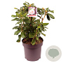 Rhododendron 'Scintillation' 50-60 cm 13L
