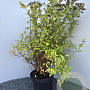 Spiraea jap. 'Goldflame' 60-80 cm 5,0L