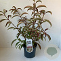 Viburnum hillieri 'Winton' 40-50 cm 3,5L