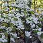 Cornus florida 200-250 cm cont. 90L meerstammig