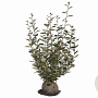 Elaeagnus ebbingei 100-120 cm met kluit