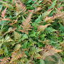 Dryopteris erythrosora GM 2,0L