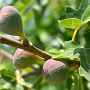 Ficus car. 'Osborn's Prolific' 18-20 HA cont. 130L