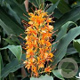 Hedychium coccineum 80-100 cm 7,5L