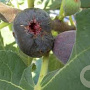 Ficus car. 'Violette Dauphine' 18-20 HA cont. 130L
