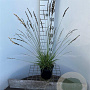 Molinia caerulea 'Moorflamme' 30-40 cm 2,5L