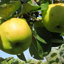 Malus d. 'Bramley's Seedling' 12-14 HA 35L