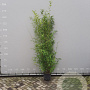 Phyllostachys aurea 200-250 cm 18L