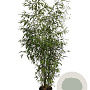 Phyllostachys aurea 200-250 cm 18L