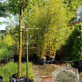 Phyllostachys aurea 400-450 cm cont. 70L