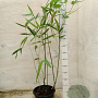 Phyllostachys bissetii 40-50 cm 2,0L