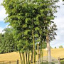Phyllostachys vivax 400-500 cm cont. 70L