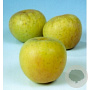 Malus d. 'Glorie van Holland' 12-14 HO 45L
