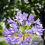 Agapanthus 'Sunfield' 10-20 cm 7,5L