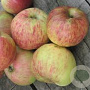 Malus d. 'Gravensteiner' GM cont. 90L dubbele u vorm