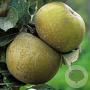 Malus d. 'Reinette du Canada' 18-20 HA cont. 130L