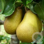 Pyrus c. 'Beurré Hardenpont' 14-16 HA 35L
