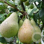 Pyrus c. 'Concorde' 14-16 HA cont. 90L