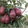 Pyrus c. 'Rode Williams' 12-14 HA 35L